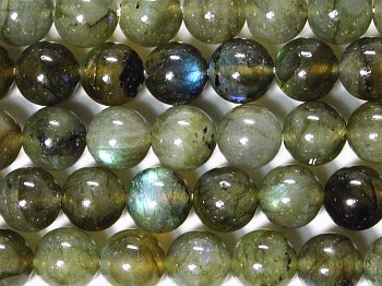 �V�R�΃r�[�Y�̃��u���h���C�gA�ۋ�